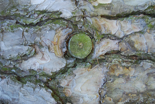 Tree Bark Texture 06
