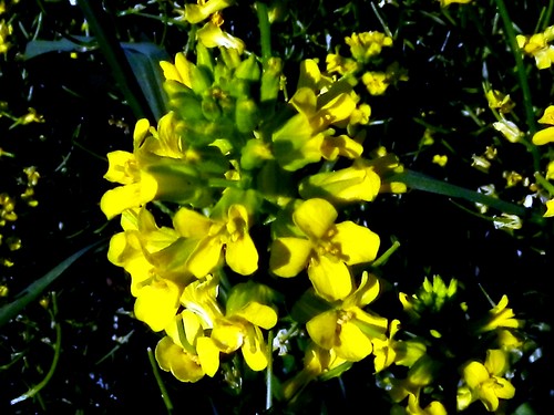 Barbarée commune ou Herbe de la Ste Barbe (fleurs) - Meruz 009
