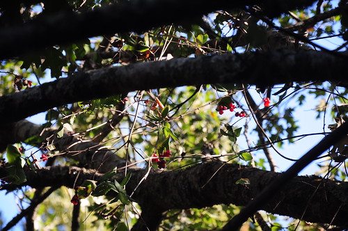 California Honeysuckle twining around an oak. Note the red berries.