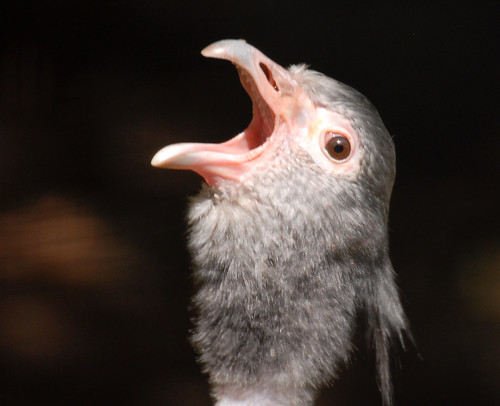 Crested Screamer (Chauna torquata)