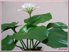 Our potted Proiphys amboinensis, (a Hosta look-alike) flowered in April 2009