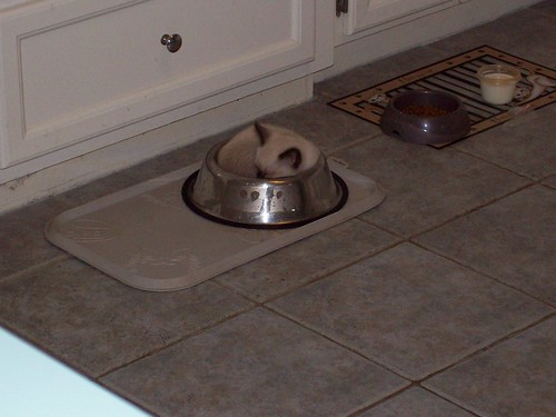 Kitten sleeping a dog food dish