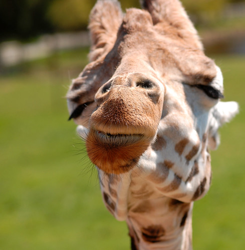Giraffe (Giraffa camelopardalis)
