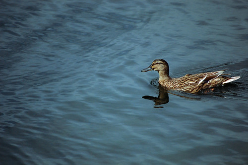Duck on the Water