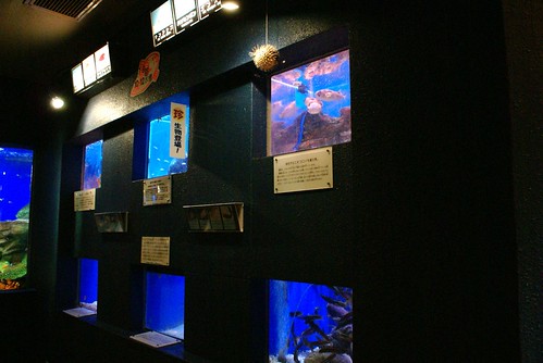 寺泊水族博物館2009秋
