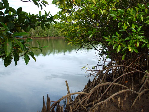 bohol mangroves