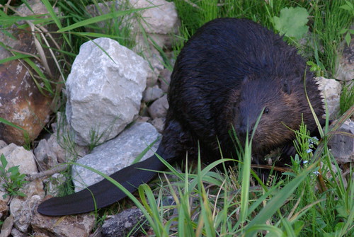 Turtle vs. Beaver - PentaxForums.com