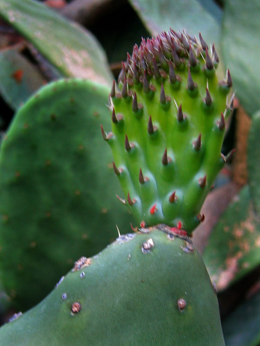 Nopal 01 • <a style="font-size:0.8em;" href="http://www.flickr.com/photos/30735181@N00/3796119587/" target="_blank">View on Flickr</a>