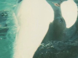 Kotar's Vocalizations at the Petting Pool, July 12, 1980