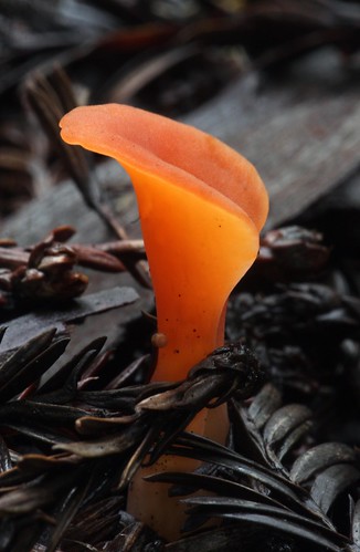 Apricot Jelly Mushroom