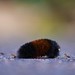 Woolly Bear - 2009-10-28 17-18-29 • <a style="font-size:0.8em;" href="http://www.flickr.com/photos/29675049@N05/4057739148/" target="_blank">View on Flickr</a>
