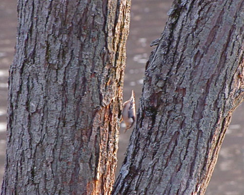 nuthatch