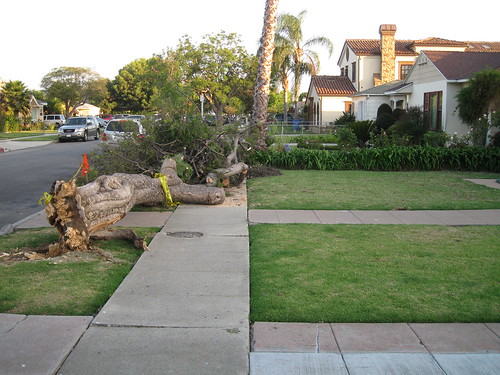 remaining tree trunk and branch pile