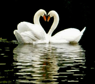 Swan Heart on the Lake