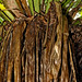 Madagascar Ankanin'Nofy Palmarium plant