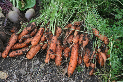bolero carrots