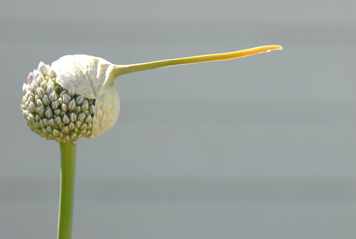Leek Flower
