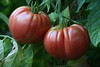 Giant Belgium tomatoes