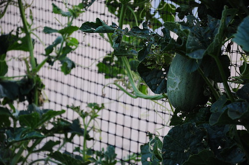 Im excited about these melony things. Except I cant remember what I planted. I think they are called Toybox Watermelons.