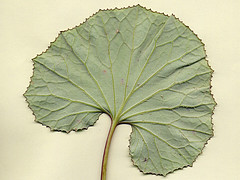 Leaf-2