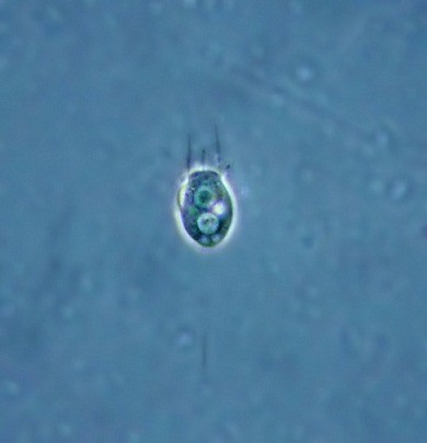 Choanoflagellate