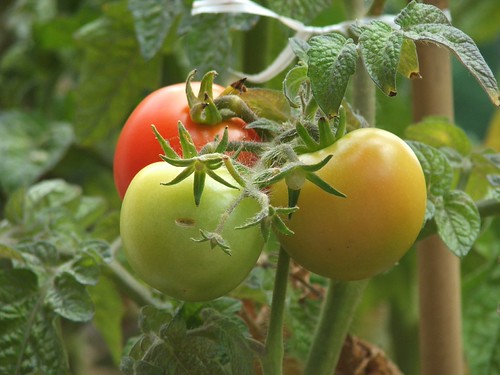 Tomatoes!