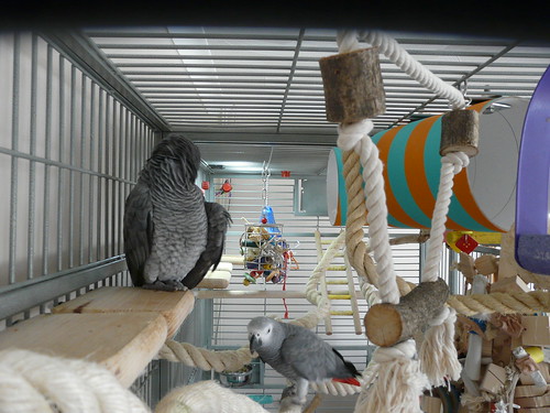 african gray toys