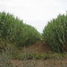 Arundo donax, reeds for woodwind