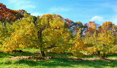 Apple trees in Orchard, Massachusetts • <a style="font-size:0.8em;" href="http://www.flickr.com/photos/34335049@N04/4068711330/" target="_blank">View on Flickr</a>