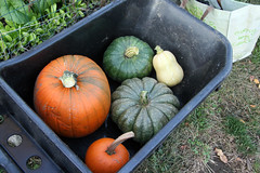 pumpkins in the wheelbarrow