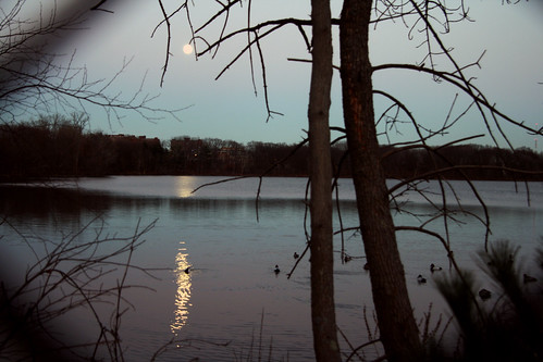ducks in the moonlight