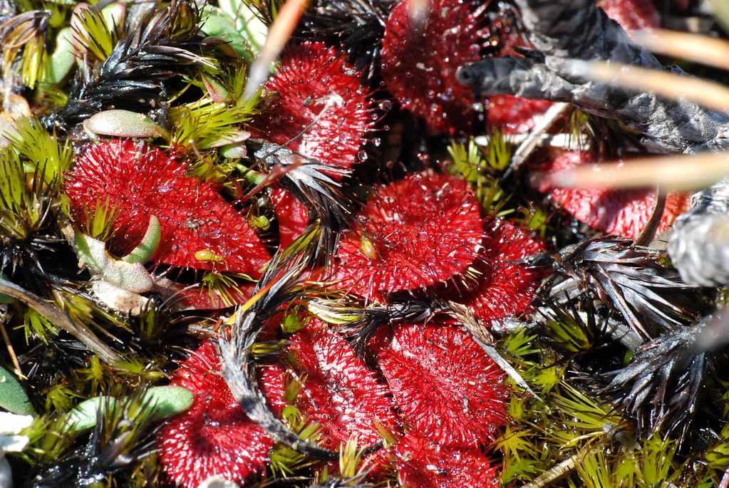 On Red | These little bugs are juvenile Drosera bugs walking… | Flickr
