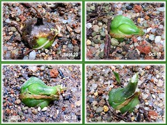 Proiphys amboinensis (Cardwell Lily) - seed germination in stages