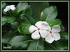 Catharanthus roseus (Madagascar Periwinkle, Cape Periwinkle, Rose/Rosy Periwinkle, Periwinkle, Vinca)