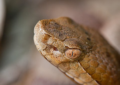 C-Falls - copperhead eye • <a style="font-size:0.8em;" href="http://www.flickr.com/photos/30765416@N06/5702101370/" target="_blank">View on Flickr</a>