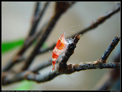 Camarão Red Crystal / red crystal shrimp / Caridina cantonensis
