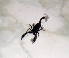 Dustball-encased scorpion - McLeod Ganj, India