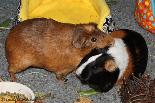 do guinea pigs bite each other