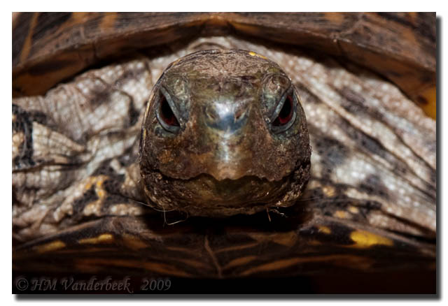 Andy the Ornate Box Turtle – Albuquerque Daily Photo