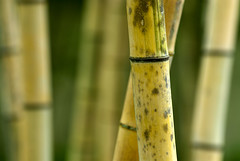 Himeji Bamboo