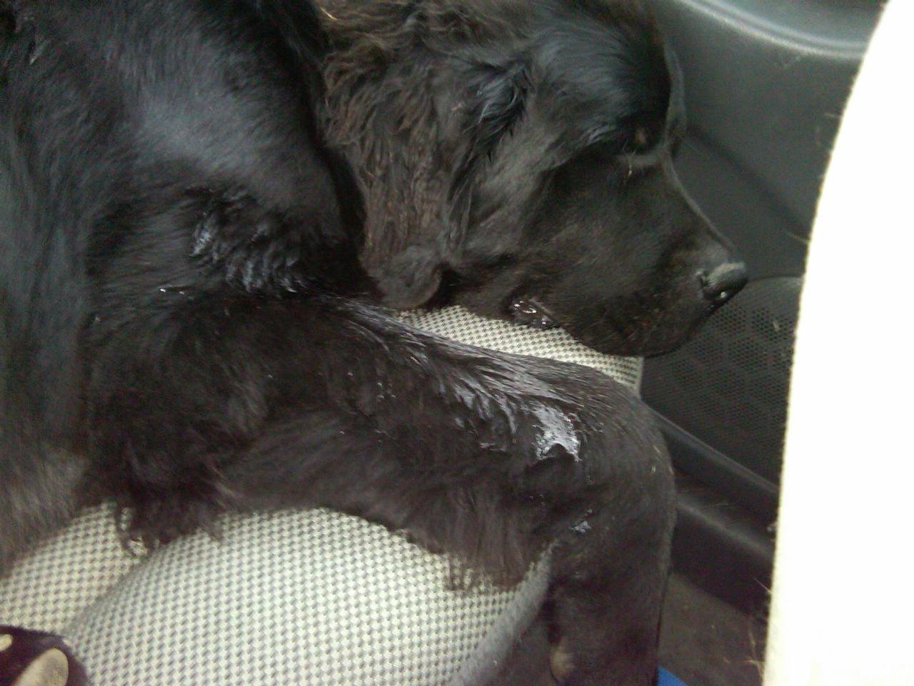 Tucker sleeping in car