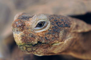 Norbet the desert tortoise