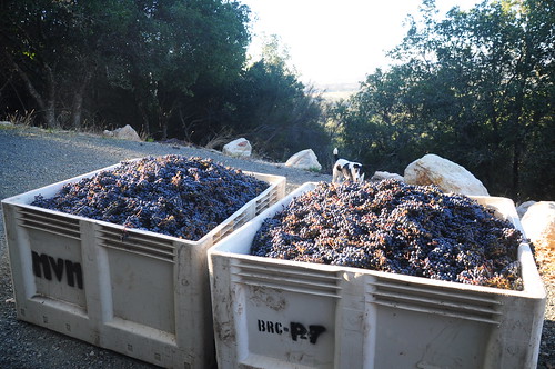 Here are two vats of picked grapes. We had FOUR total. Thats what is known in the industry as a sh*tload of grapes. (Actually this would be nothing in the real winemaking world, but its a lot for amateurs.)