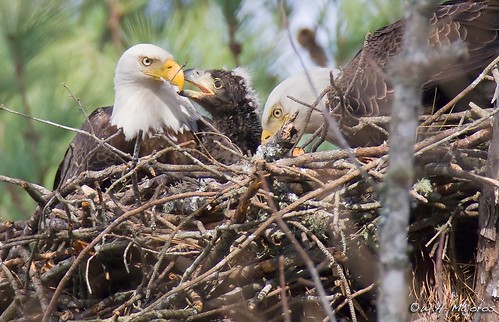 Bald Eagle Adults and Chick (North Carolina)