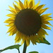 Sunflower - Le Canal du Midi