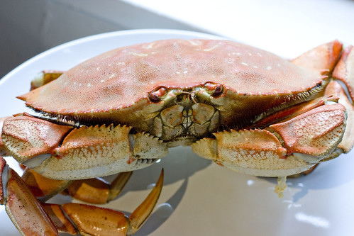 Dungeness Crab 2