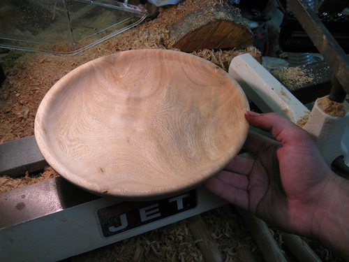 moldy Ficus bowl
