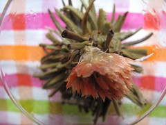 unfurled red tea blossom