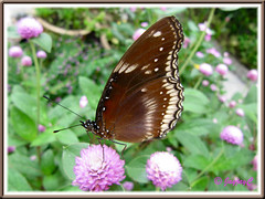 Hypolimnas bolina jacintha (Jacintha Eggfly), resting with folded wings on our pink Bachelor's Buttons, Nov 5 2009