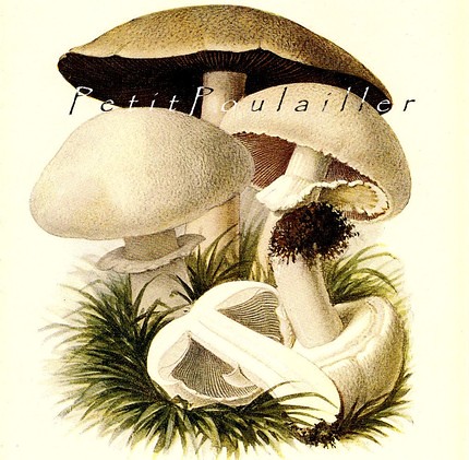the estate of things chooses white cap mushroom print